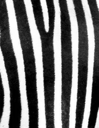Zebra Skin Design