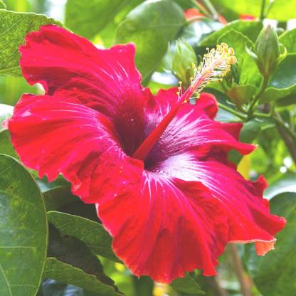 Vamsha Nature Care Red Hibiscus, Lal Jaba , Gudhal Flower Live Plant With Pot Year Round Production For Outdoor Garden