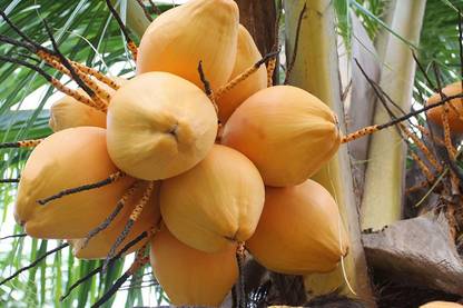 Trothic Gardens Dwarf Coconut" Yellow Malayan" Live Plant Kerala Coconut Tree Plant