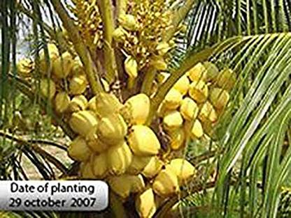 Trothic Gardens High Yield Rare " Yellow Malayan" Coconut Tree Live Plant For Garden