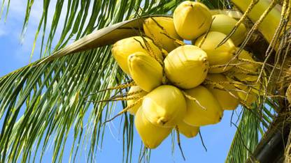 Trothic Gardens Dwarf Rare Coconut" Yellow Malayan" Coconut Tree Plant (1 Healthy Fruit Live Plant)