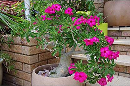 Trothic Gardens Grafted Rare Desert Rose Adenium Live Indoor Flower Plant (1 Healthy Seedling Plant)