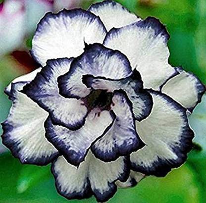 Trothic Gardens Rare Desert Rose Live Plant Adenium Obesum Double Black & white Adenium 1 Healthy Live Plant