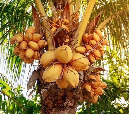 Trothic Gardens Rare " Chowghat Orange" Cocos nucifera, Coconut Palm Fruit Tree Live Plant