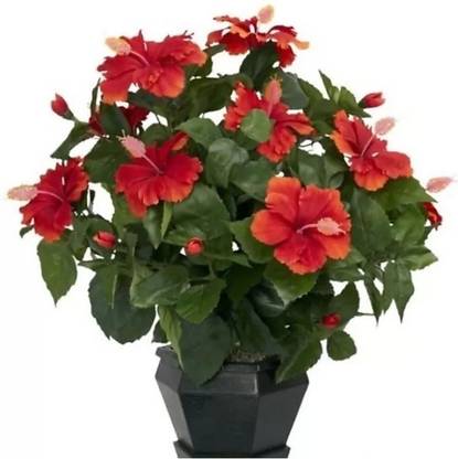Royal Rider Hibiscus Dwarf Red jaswand red Outdoor Live Flowering Plant Plant (Hybrid, Pack of 1, Flower)