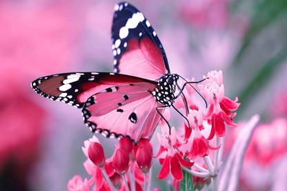 Nature Wall Poster| butterfly on the flower
 |High Resolution Paper Print