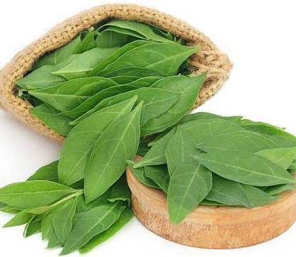 Paudha Mehndi Plant Seed