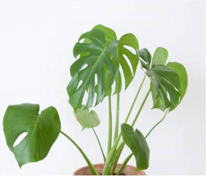 NurseryNature Monstera Deliciosa
