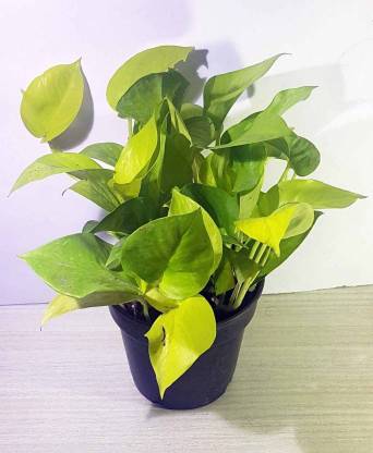 NurseryNature Golden Money Plant Golden Pothas