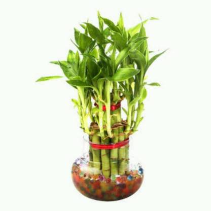 NurseryNature Water Bamboo 2 Layer
