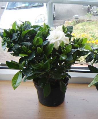 NurseryNature Gardenia Fragnent Flower