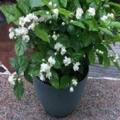 Trothic Gardens Medagaskar Jasmine - Stephanotis floribunda Live Plant