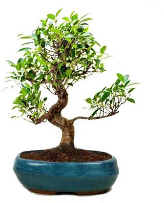 Getflix Bonsai Live Golden Gate Ficus Indoor Bonsai Tree - 4 Years Old 5" to 8" Tall with Plastic Grower Pot, Small,