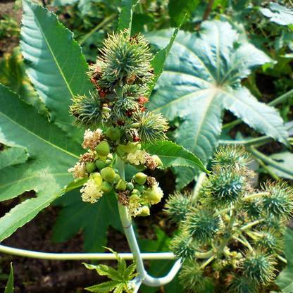 Ayansh Plants Live Arandi/Castor/Andaua Medicinal Plant
