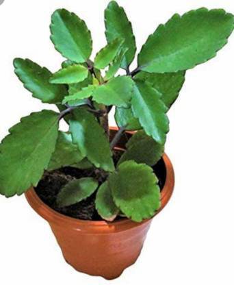 Subhadra Live Panfuti Plant (Bryophyllum pinnatum) Patharkuchi Pinnat Kalancho Patharchatta - Medicinal Plant