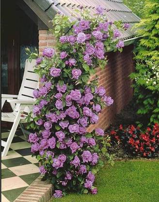 Nema Climbing Rose Seeds Seed
