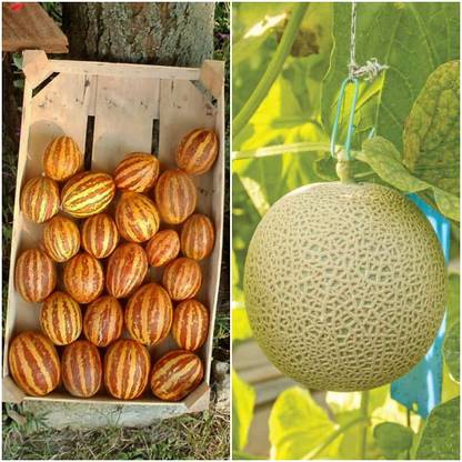 Joycity Wild Melon And Musk Melon Seed