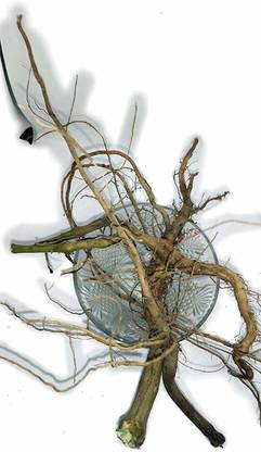 Subhadra Apamarga Dried Root Chirachiata, Prickly Chaff Root, Apamarga Ki Jad, Achyranthes Aspera, Apamarg Dried Root Bachita Ki Jad, 100 Gram