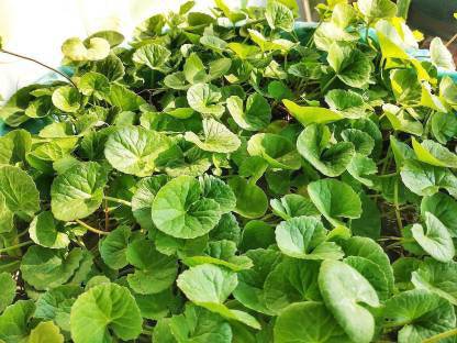Subhadra Live Brahmi, or, Mandukaparni, Centella Asiatica, The Medicinal Ayurvedic Herb Plant