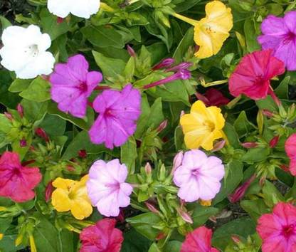 SENECIO® MIRABILIS MIX VARIETY FOUR O'CLOCK FLOWER Seed