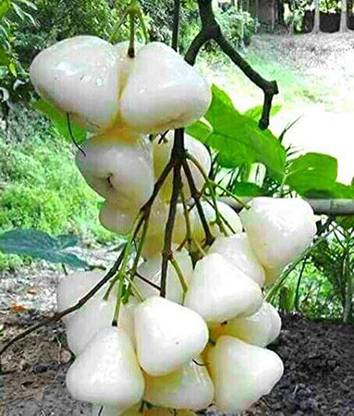 Arlo Rare Syzygium samarangense" White Wax Apple" -Dwarf Variety Chamba Fruit Plant Seed