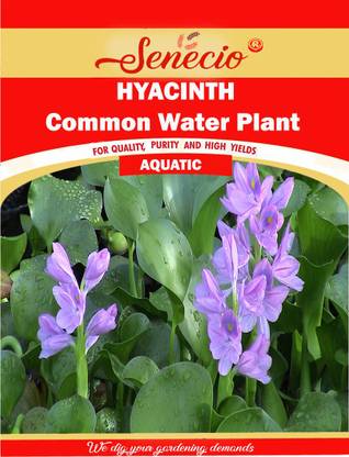 SENECIO® Common Water Hyacinth Aquatic Seed