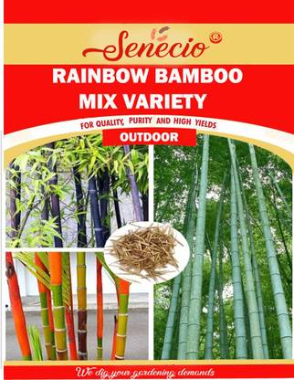 SENECIO® Multicolor Rainbow Bamboo Outdoor Garden Seed