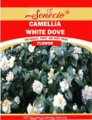 SENECIO® Camellia White Dove High Quality Garden Seed