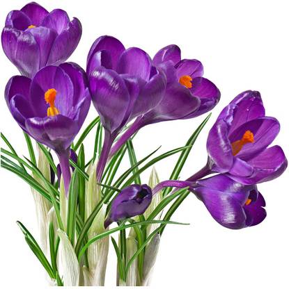 Wallzone 50 cm Colorfill Flowers Removable Sticker