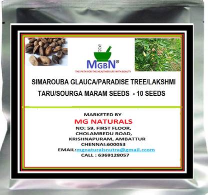 MGBN SIMAROUBA GLAUCA/PARADISE TREE/LAKSHMI TARU/SOURGA MARAM SEEDS - 10 SEEDS Seed