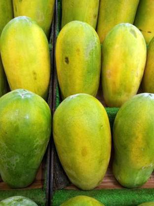 febshell PAPAYA Seed( 860 Seeds ) Seed