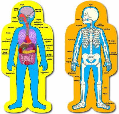 CARSON-DELLOSA Human Body Bulletin Board