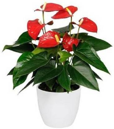 Plants Nursery Anthurium Plant