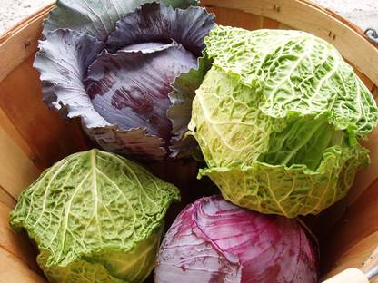 VibeX Cabbage Seed