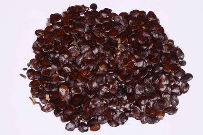 Green India Cassia siamea seeds – Senna siamea - Cassod Tree seeds, Siamese Senna, Siamese cassia - cassia tree seeds –20 gm Seed