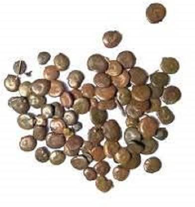 Green India Acacia Senegal (Kumtha) seed for indoor/outdoor plant seed pack of 500g Seed