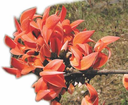 Green India Ornamental Seeds Avenue Tree seeds (Butea monosperma Seeds / Dhak Palash Seed) Pack of 10 g Seed