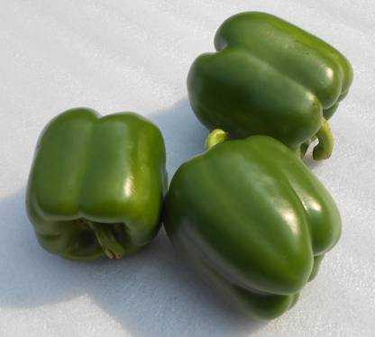 VibeX ® XX-124-Capsicum Green Imported California Wonder Seeds Seed