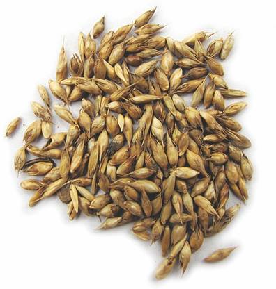 Green India Bamboo seeds, Dendrocalamus strictus, Calcutta Bamboo, Dendrocalamus seeds, stone bamboo – Pack of 50 g Seed