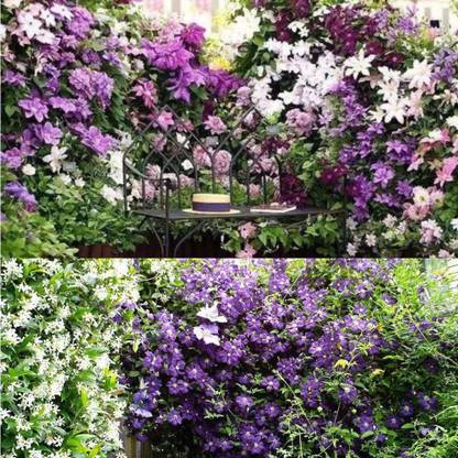 DIOART IMP-683-Garden Balcony Climbing Plants Clematis Seeds Mixed Color Flower Seeds Seed