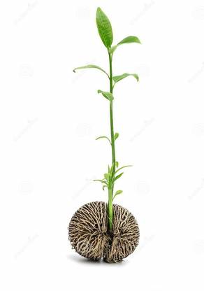 Green India Rare Tropical Alstonia scholaris Devil Tree Ezhilam Pala Tree 20 Gram Pack Seed