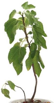 NurseryNature Anjeer Fig Plant