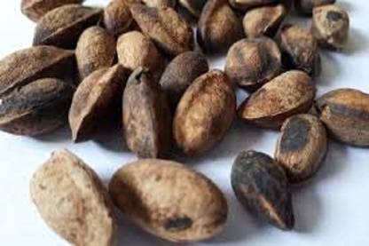 Green India Simarouba Glauca-Lakshmi Taru Seeds Pack Of 100 G Seed