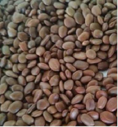 Green India Shami Tree/Banni Tree/Vanni Maram/Prosopis Cineraria Tree Seeds - Pack Of 50 Gram Seed