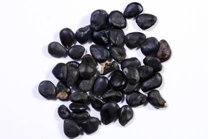 Green India Pithecellobium Dulce, Jungle Jalebi, Madras Thorn, Kodukkapuli Seeds - 400G Seed