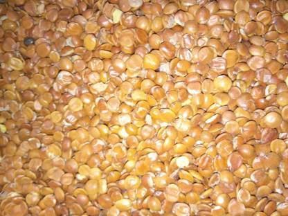 Green India Ber Seeds Hand Sorted (Ziziphus Mauritiana) Pack Of 1 Kg - Chinee Apple, Jujube, Indian Plum, Regi Pandu Seed