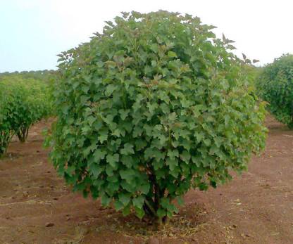 Green India Ratanjot Seeds Jatropha Curcas Seed-100 Gm Seed