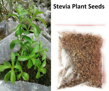 Green India Organic Stevia Seeds Pack of 100 Gram Seed