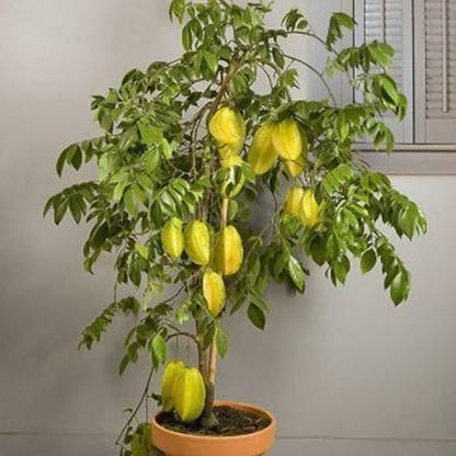 SUDIPTA Star Fruit Carambola Grafted Plant