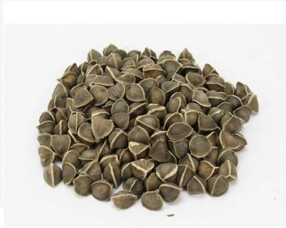 Green India Moringa Seeds, Drumstick Seeds, Sahajan Seeds,Subhanjana,Ben Tree, Moringa Oleifera Seed